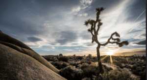 Guide to Joshua Tree National Park